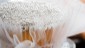white cupcake tutu 6